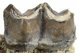 Fossil Titanothere (Megacerops) Jaw Section - South Dakota #300019-5